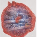 Occhio abissale, 1990